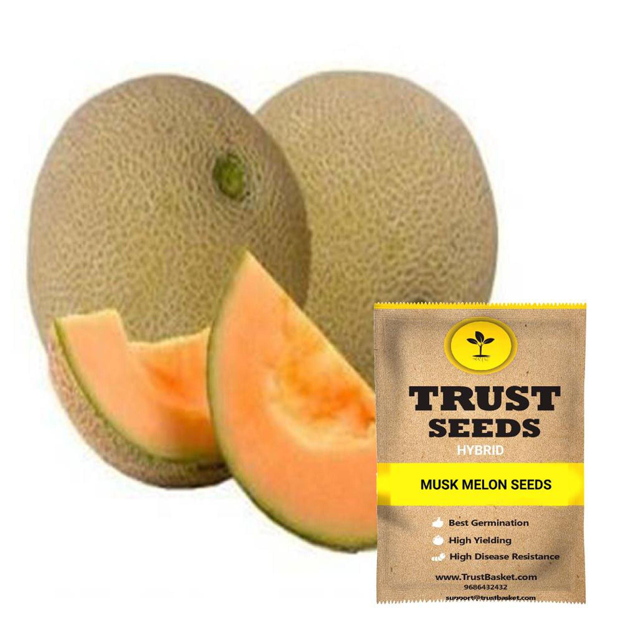     			TrustBasket Musk Melon Seeds Hybrid (15 Seeds)