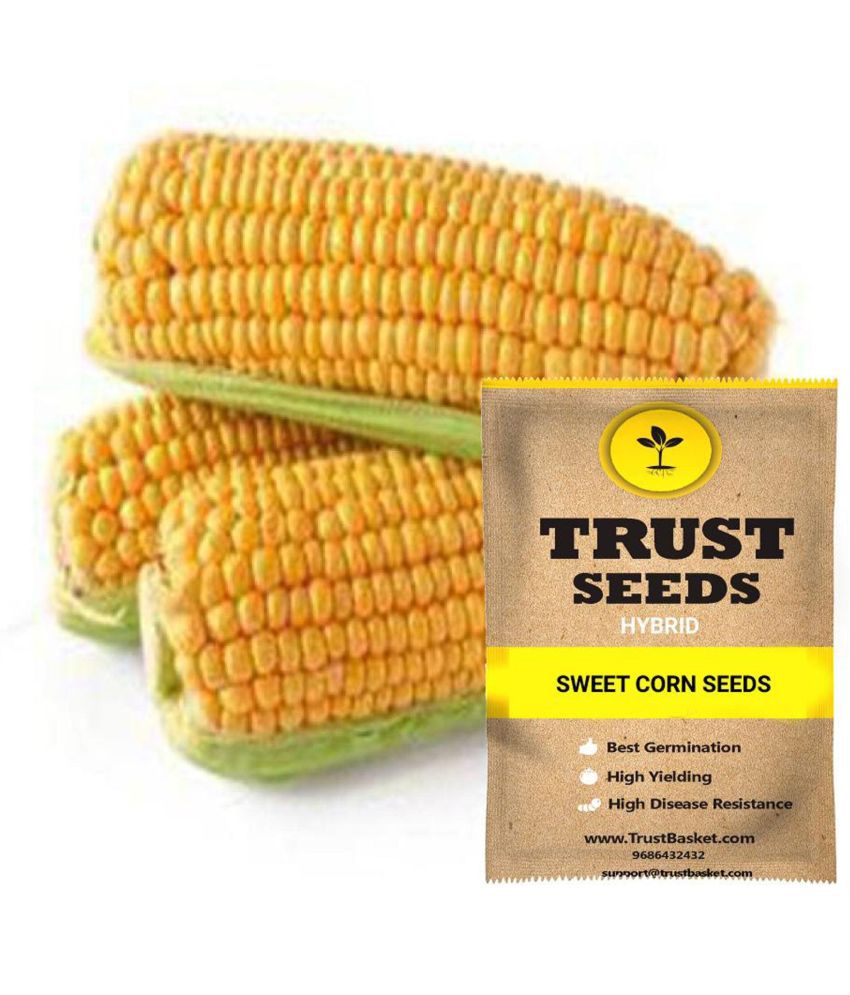     			TrustBasket Sweet Corn Vegetable Seeds Green (15 Seeds)