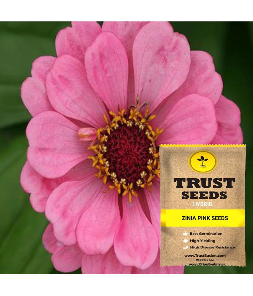     			TrustBasket Zinia Pink Flowers Seeds Hybrid (15 Seeds)