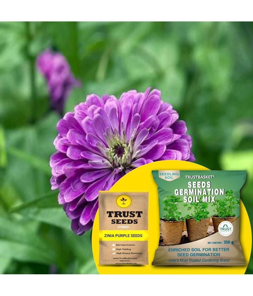     			TrustBasket Zinia Purple Seeds with Free Germination Potting Soil Mix Hybrid (20 Seeds)