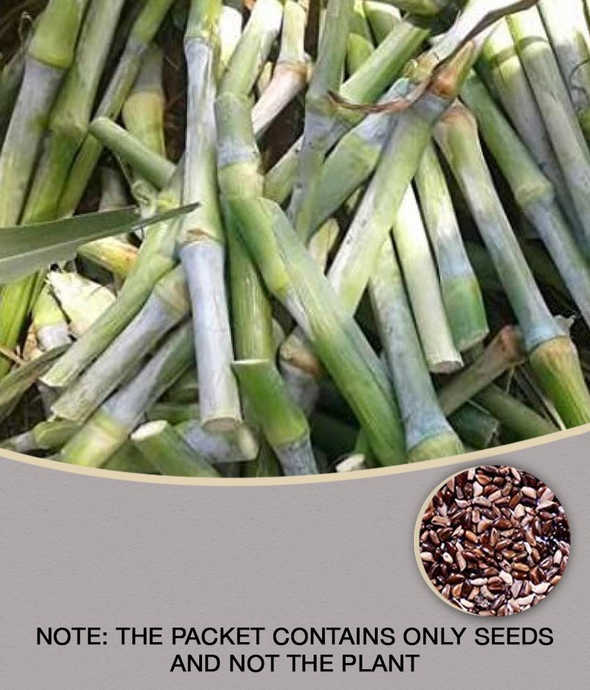     			SUPER NAPIER Grass seed - 500 seeds/Pack, FOR OUTDOOR GARDENING USE FOR ANIAMAL FOOD Instruction Manual Inside Package