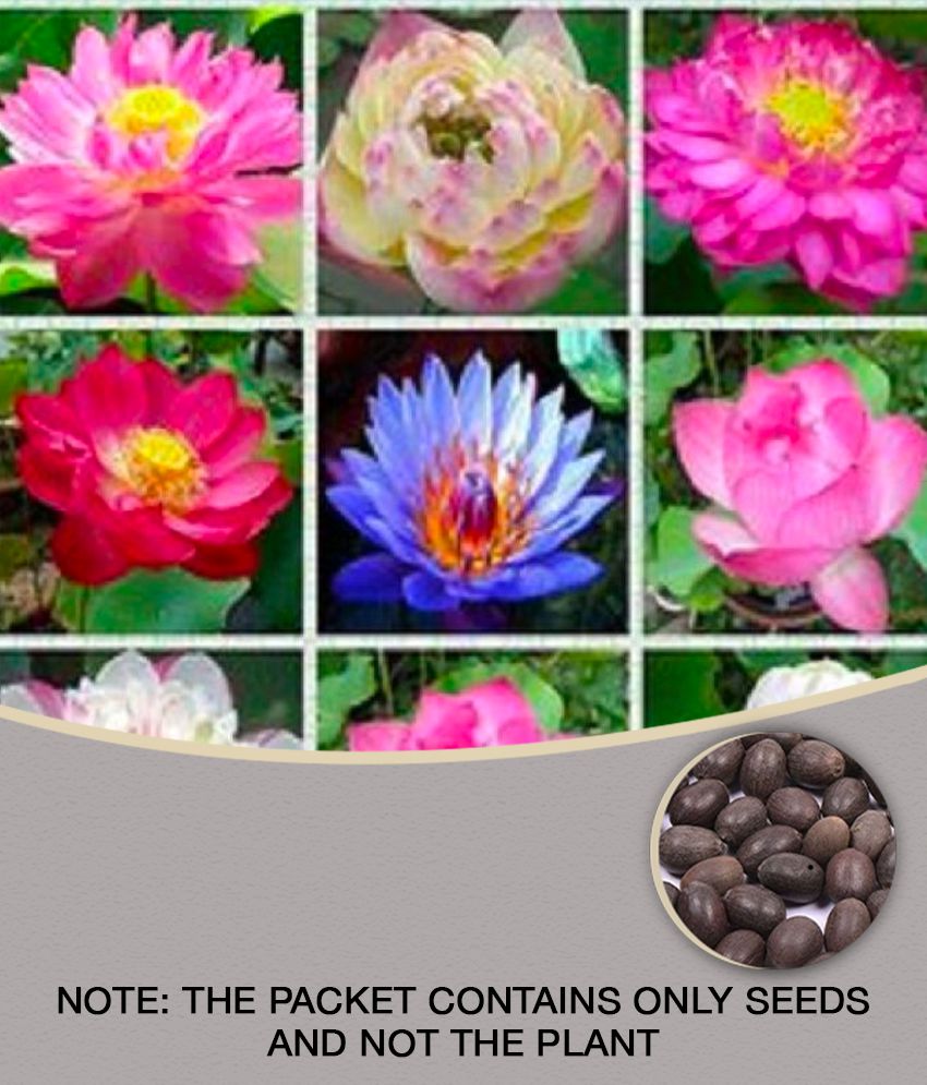     			Lotus Seeds Adorable Flower 10 Seeds Fragrant Blooms Hydroponic Water Flower