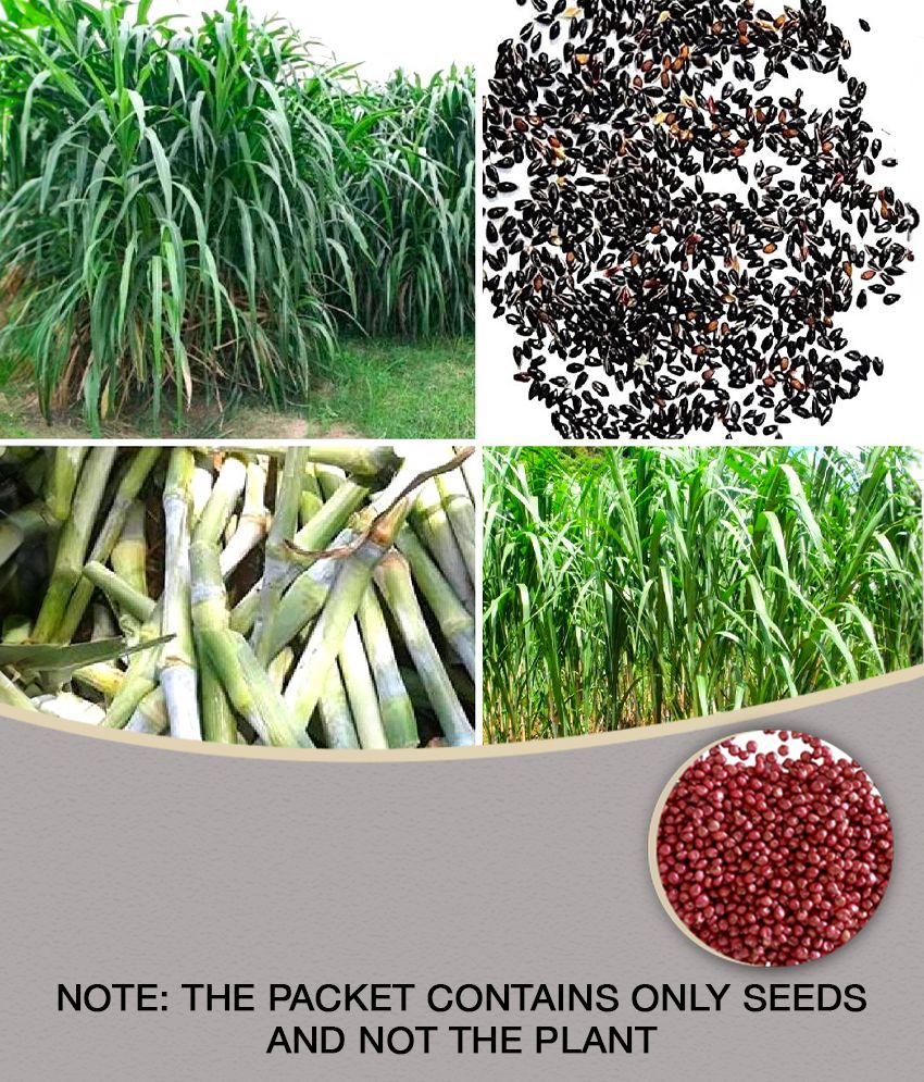     			homeagro- Napier Grass Seeds (Pack of 3000)