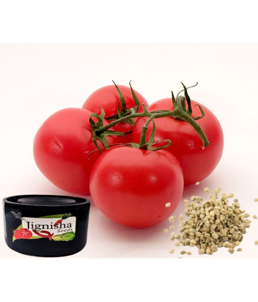     			Jignisha Fashion Tomato Vegetable ( 50 Seeds )