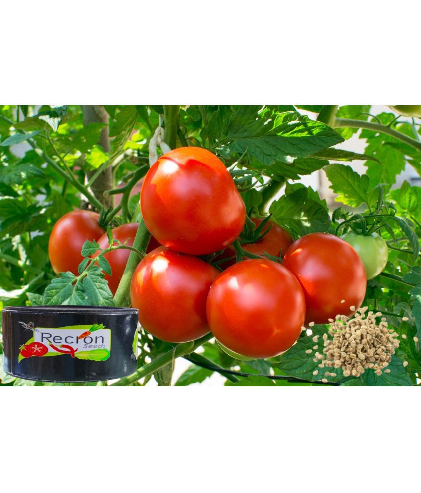     			Jignisha Fashion Tomato Vegetable ( 100 Seeds )
