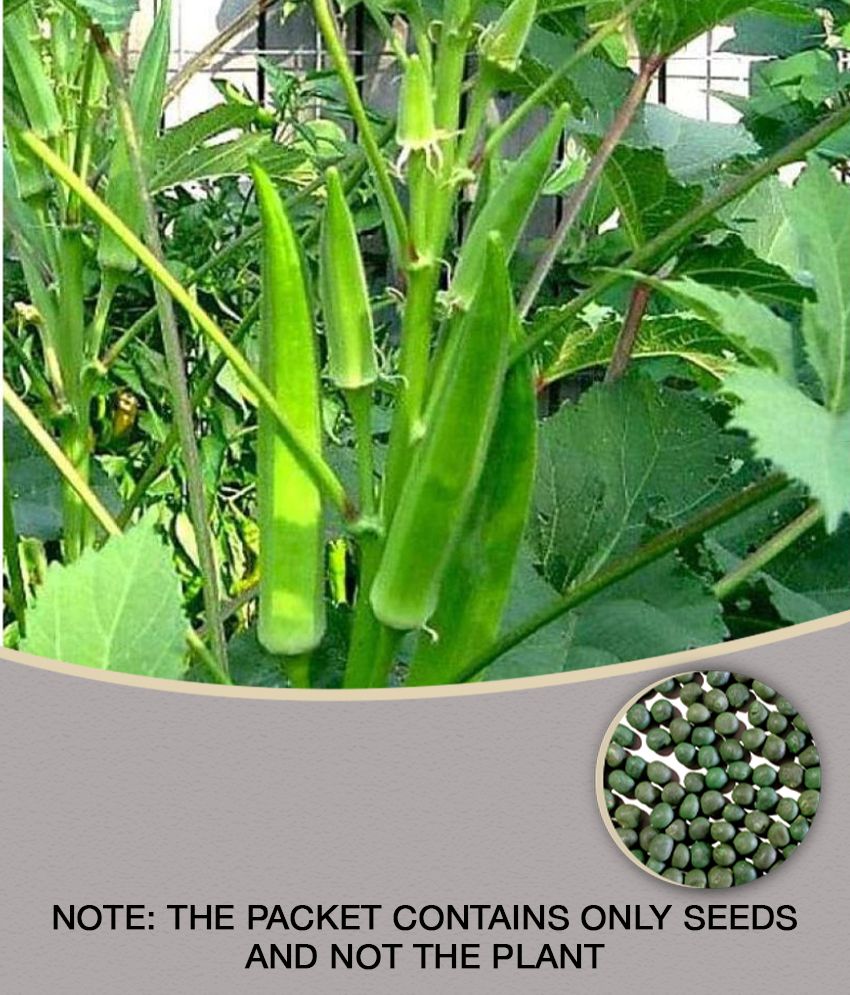     			Bhindi, Okra F1 Sujata - Vegetable Seeds (Pack Of 50 Seeds)