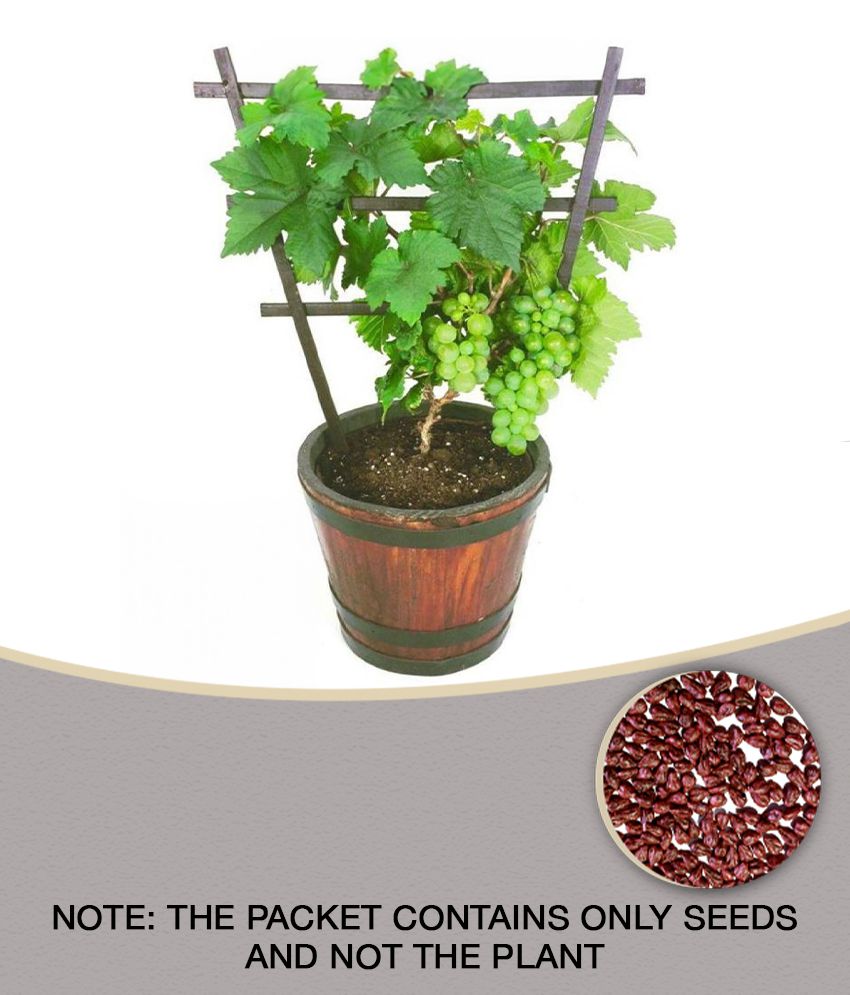     			Golden Green Sweet Grape Professional Organic Seed Set (Pack of 20 ) + Guava seed free ( 10 seed )