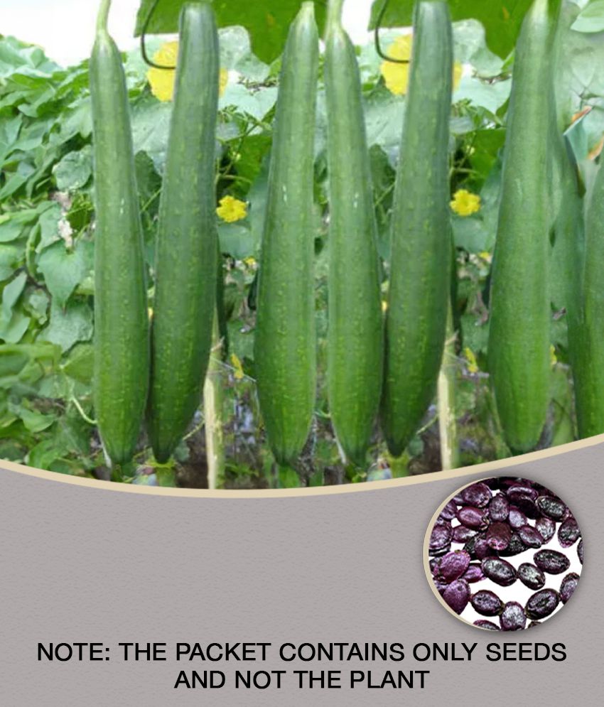    			sponge gaurd tori F1 hybrid vegetable 10 seeds
