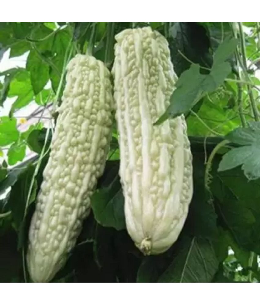     			Jignisha Seeds Bitter Gourd Vegetable ( 15 Seeds )