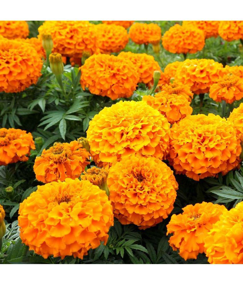     			Infintegreen African Marigold Flower ( 100 Seeds )