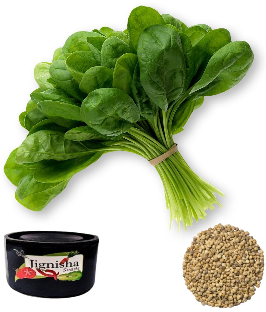     			Jignisha Seeds Spinach Vegetable ( 200 Seeds )