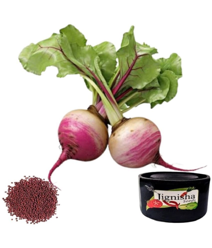     			Jignisha Seeds Turnip Vegetable ( 50 Seeds )