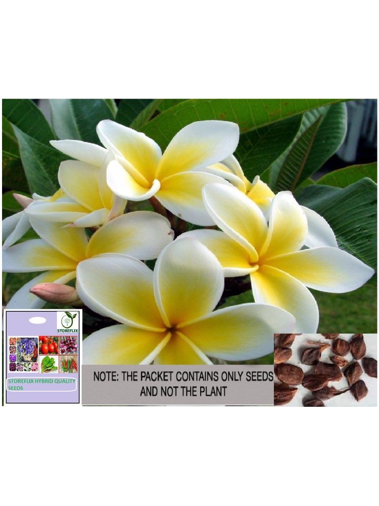     			STOREFLIX Champa Michelia Flower ( 20 Seeds )