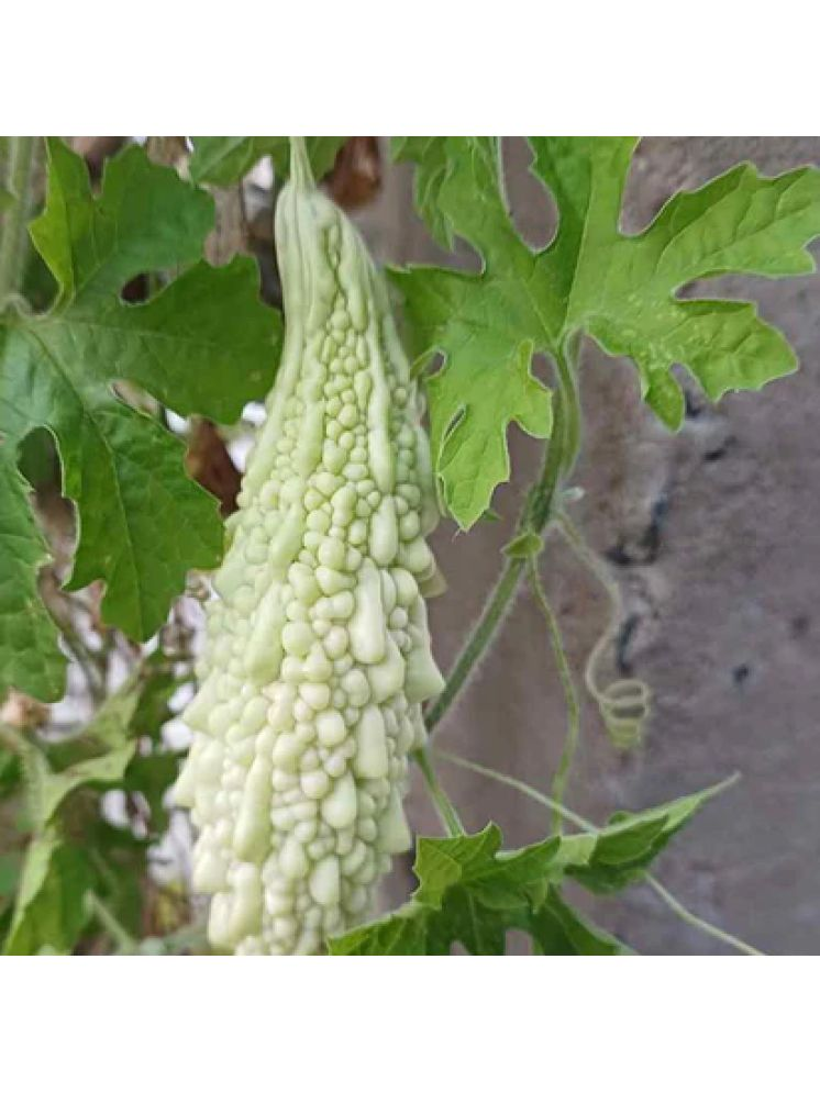     			Jignisha Seeds Bitter Gourd Vegetable ( 15 Seeds )