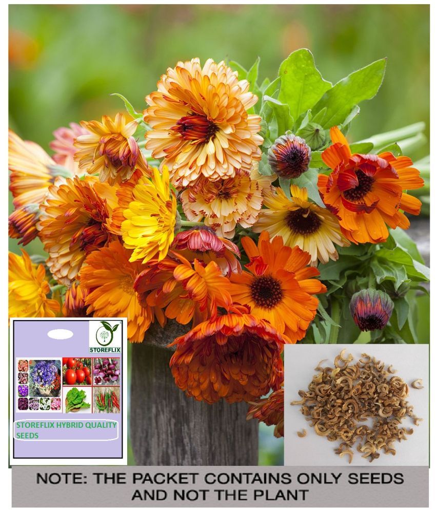     			STOREFLIX Calendula Flower ( 25 Seeds )