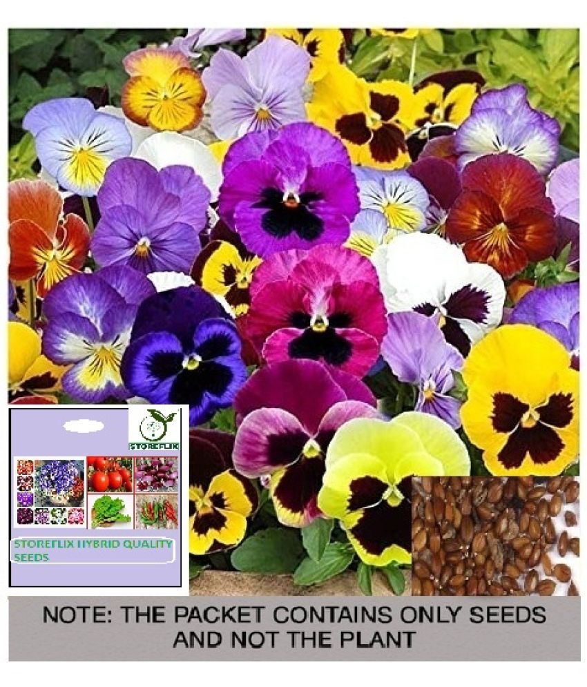     			STOREFLIX Pansy Flower ( 25 Seeds )