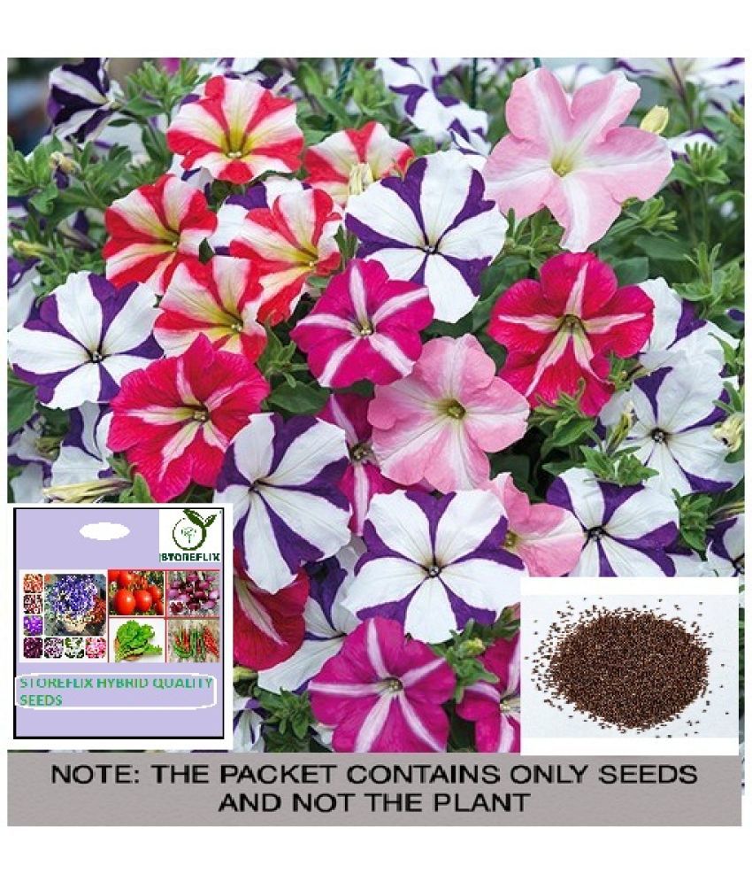     			STOREFLIX Petunia Mixed Flower ( 150 Seeds )