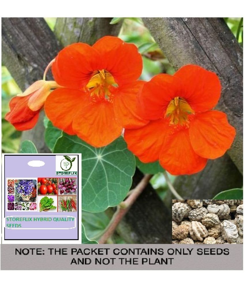     			STOREFLIX Nasturtium Flower ( 25 Seeds )