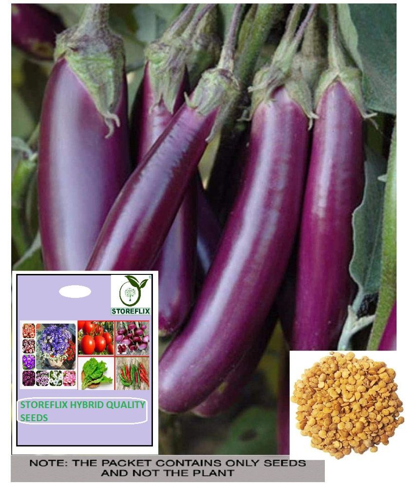     			STOREFLIX Brinjal Vegetable ( 50 Seeds )