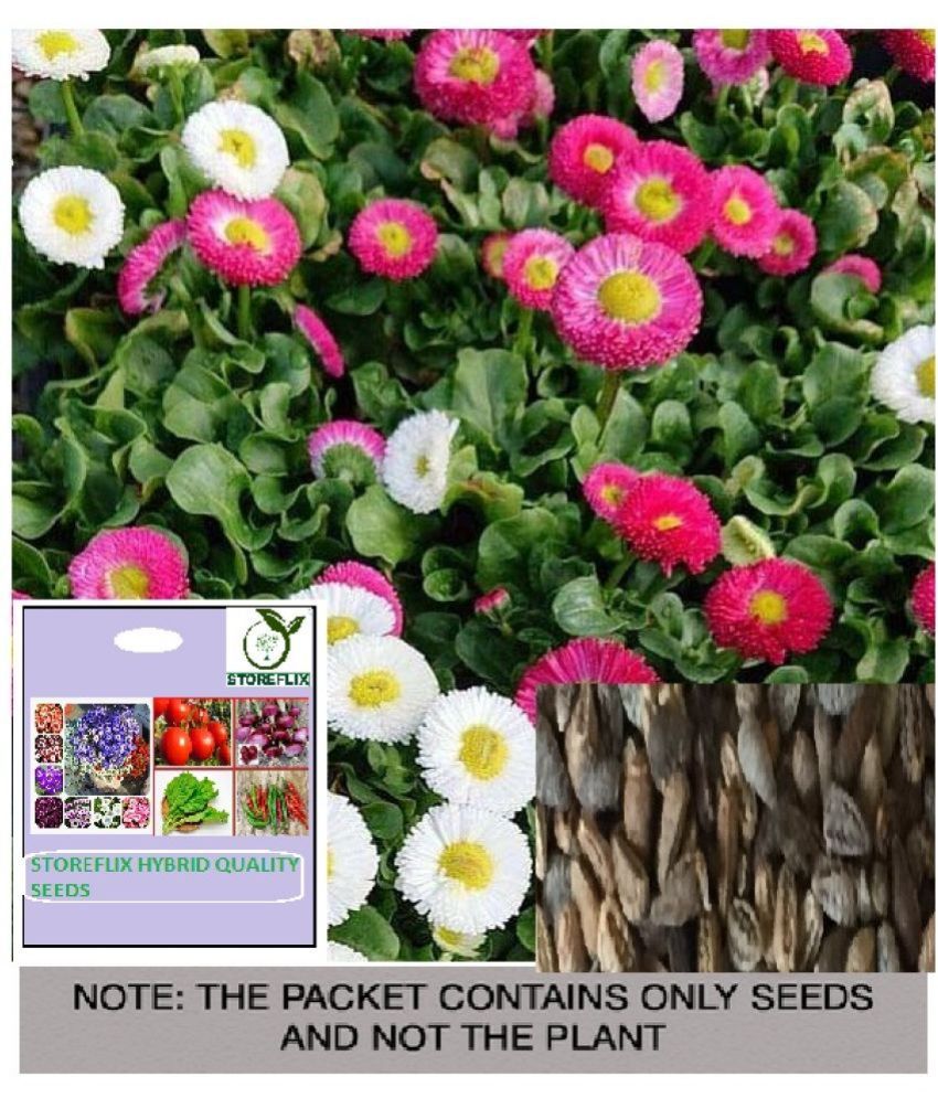     			STOREFLIX Daisy Mixed Flower ( 25 Seeds )