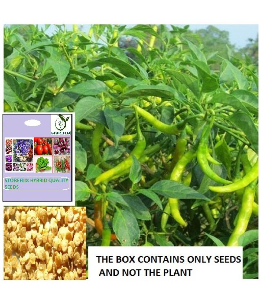     			STOREFLIX Green Chilli Vegetable ( 25 Seeds )