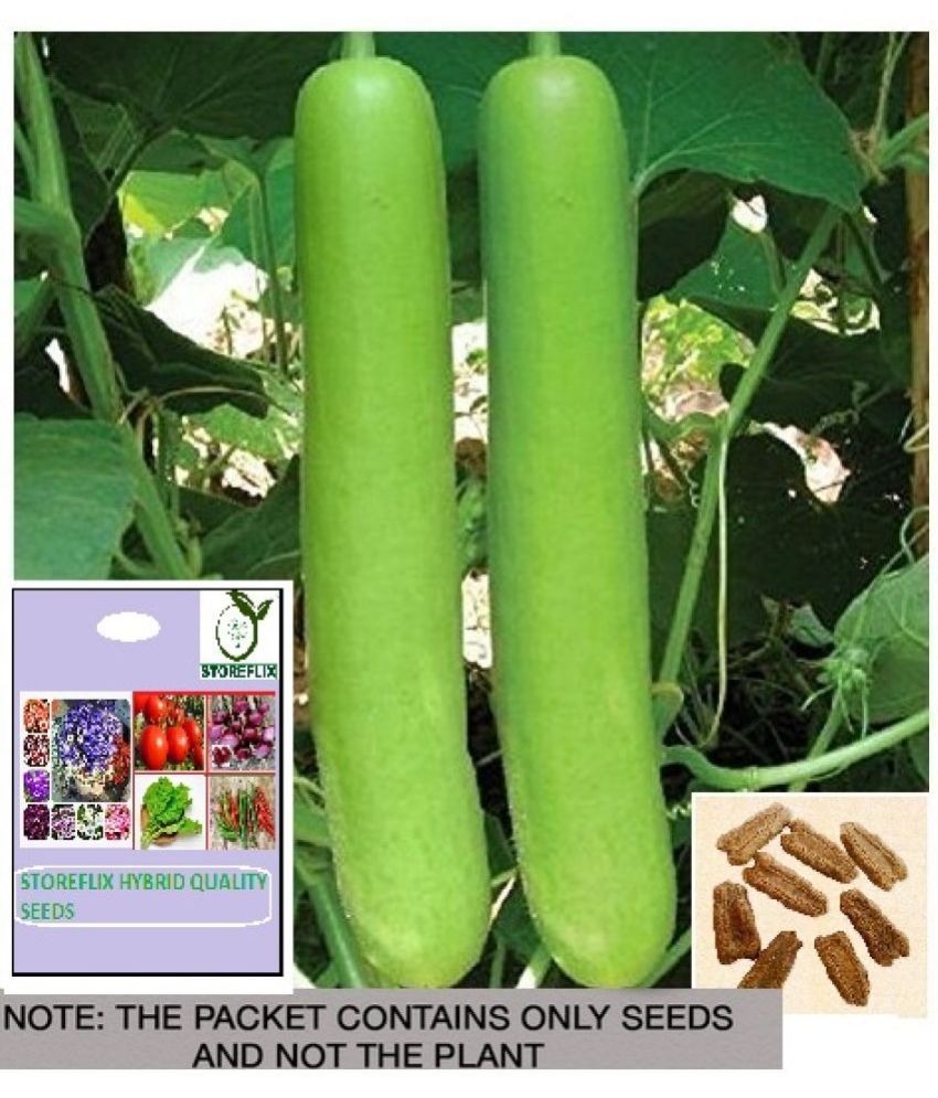     			STOREFLIX Bottle Gourd Vegetable ( 10 Seeds )