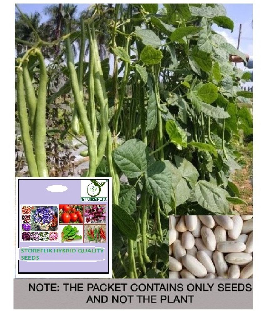     			STOREFLIX French Beans Vegetable ( 20 Seeds )