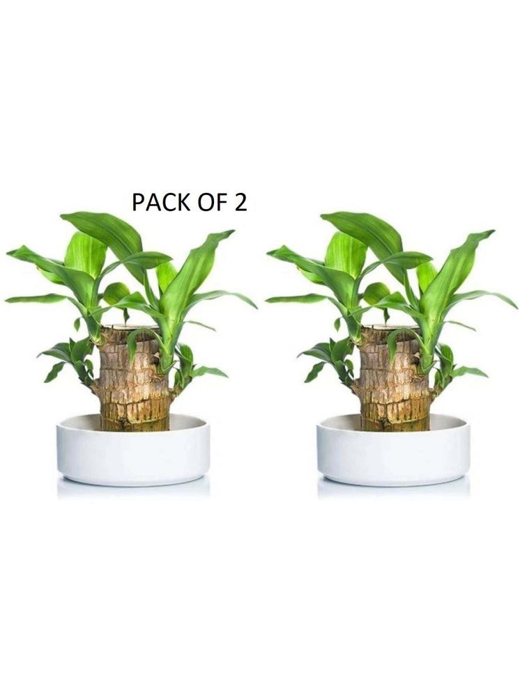     			DHS Mart Brazilian Lucky Bamboo Plant All Purpose Cleaner Block Lucky Good Luck Plant, Brazil Wood Plant For Home 2 no.s Pack of 2