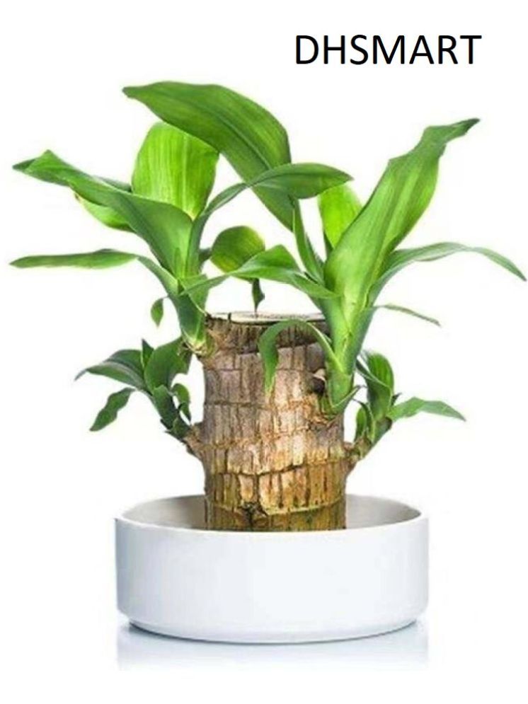     			DHSMART Brazilian Lucky Bamboo Plant Wood Polish Block Lucky Good Luck Plant, Brazil Wood Plant For Home 1 no.s