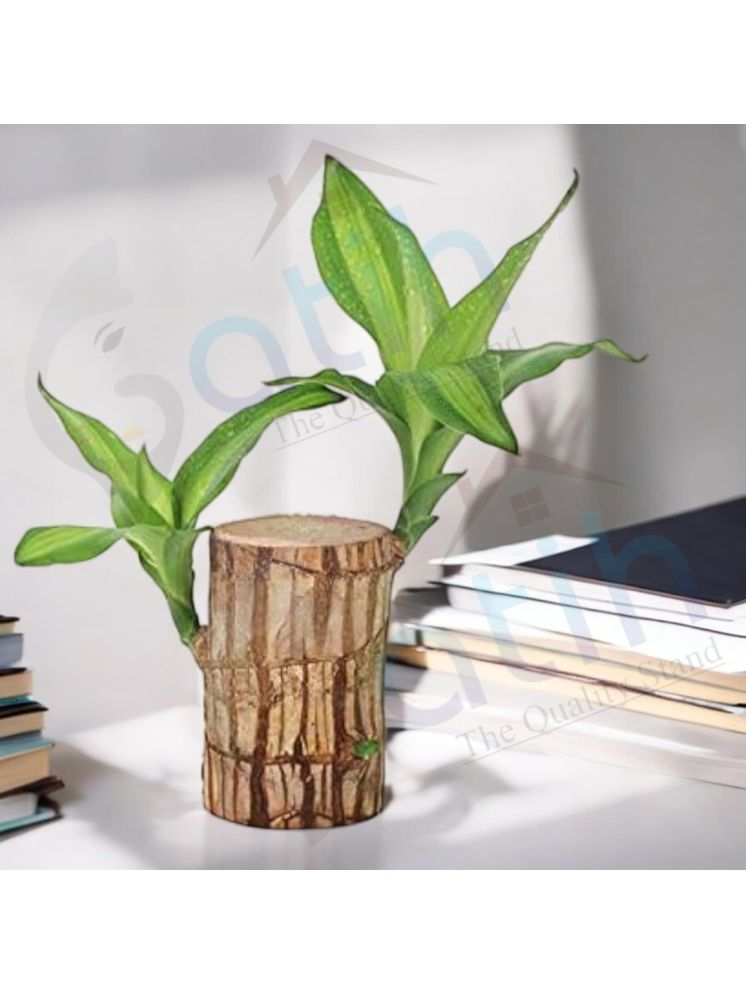     			Gatih Brazilian Lucky Bamboo Plant All Purpose Cleaner Block Lucky Good Luck Plant, Brazil Wood Plant For Home 1 no.s