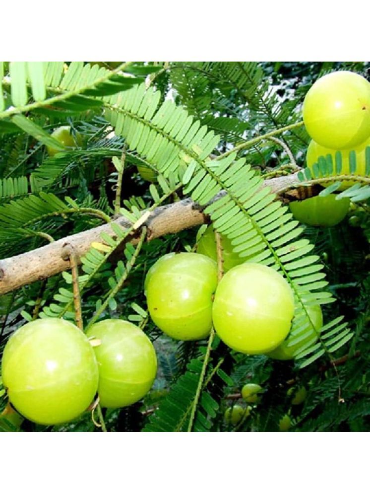     			Jignisha Seeds Hybrid Amla Fruit ( 30 Seeds )