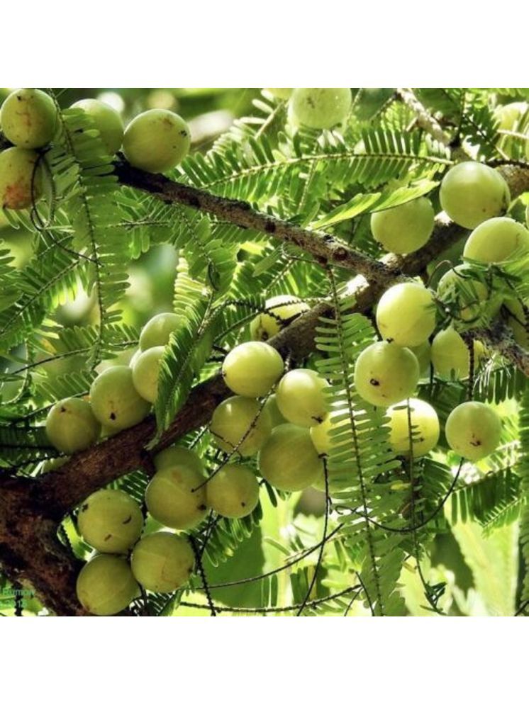     			Jignisha Seeds Hybrid Gooseberry Fruit ( 30 Seeds )