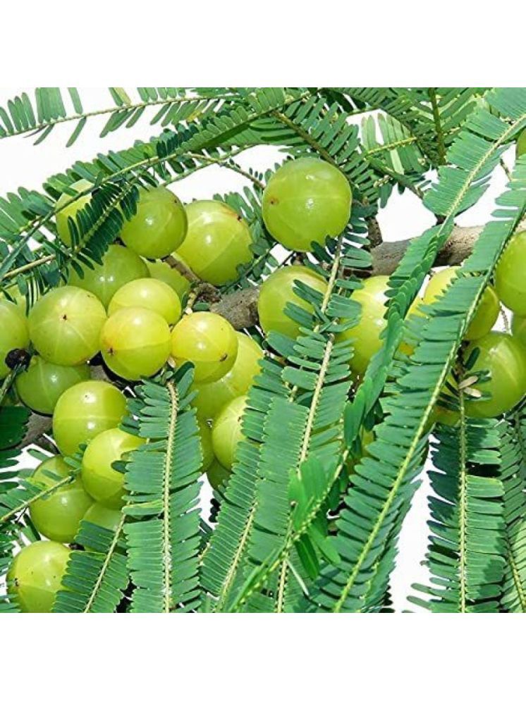     			Jignisha Seeds Organic Indian Gooseberry Fruit ( 30 Seeds )