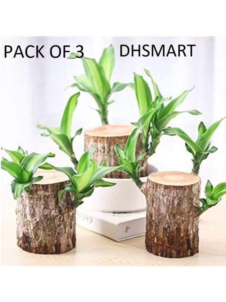     			DHS Mart Brazilian Lucky Bamboo Plant All Purpose Cleaner Block Lucky Good Luck Plant, Brazil Wood Plant For Home 1 no.s Pack of 3