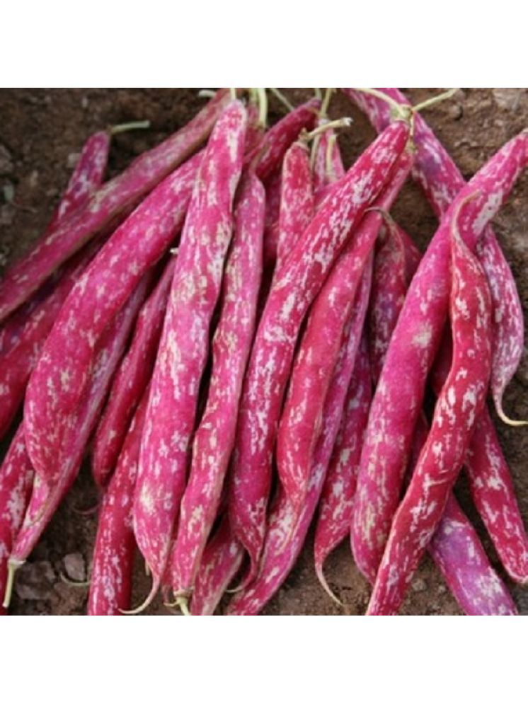     			Jignisha Seeds Hybrid Roman Beans Vegetable ( 15 Seeds )