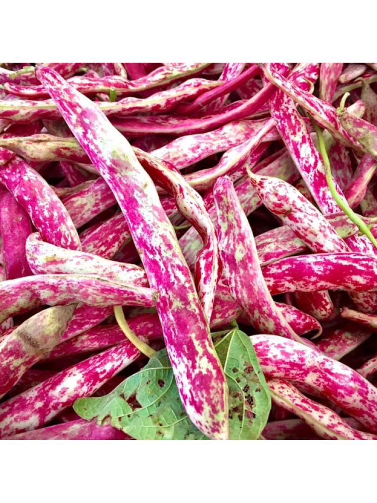     			Jignisha Seeds Organic Borlotti Beans Vegetable ( 15 Seeds )