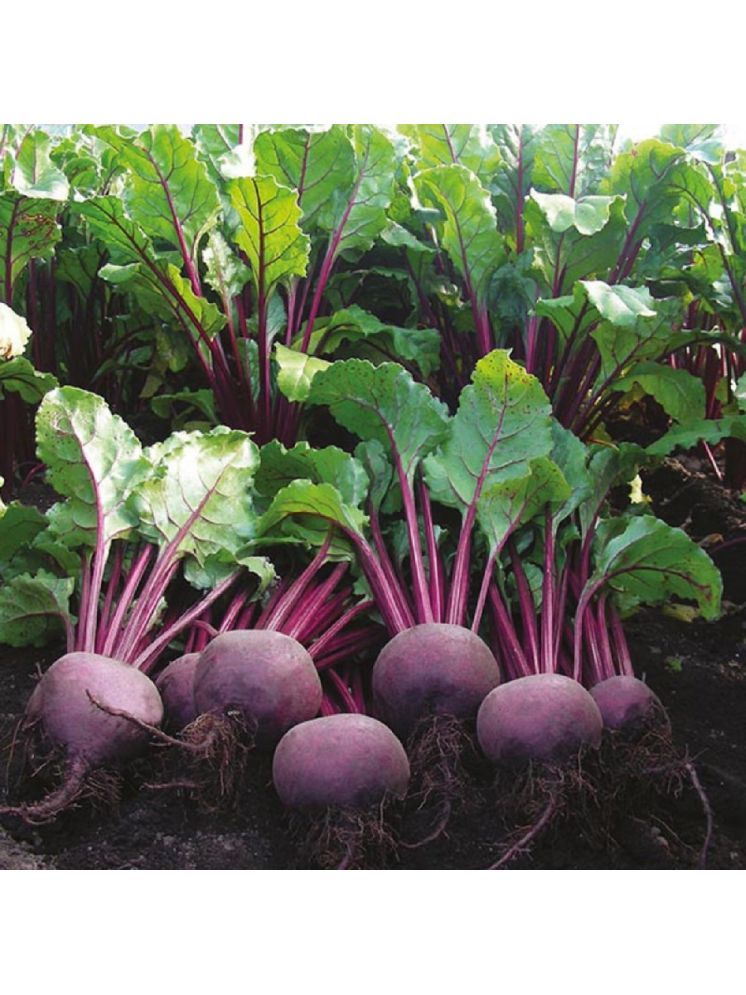     			Jignisha Seeds Organic Beetroot Vegetable ( 50 Seeds )