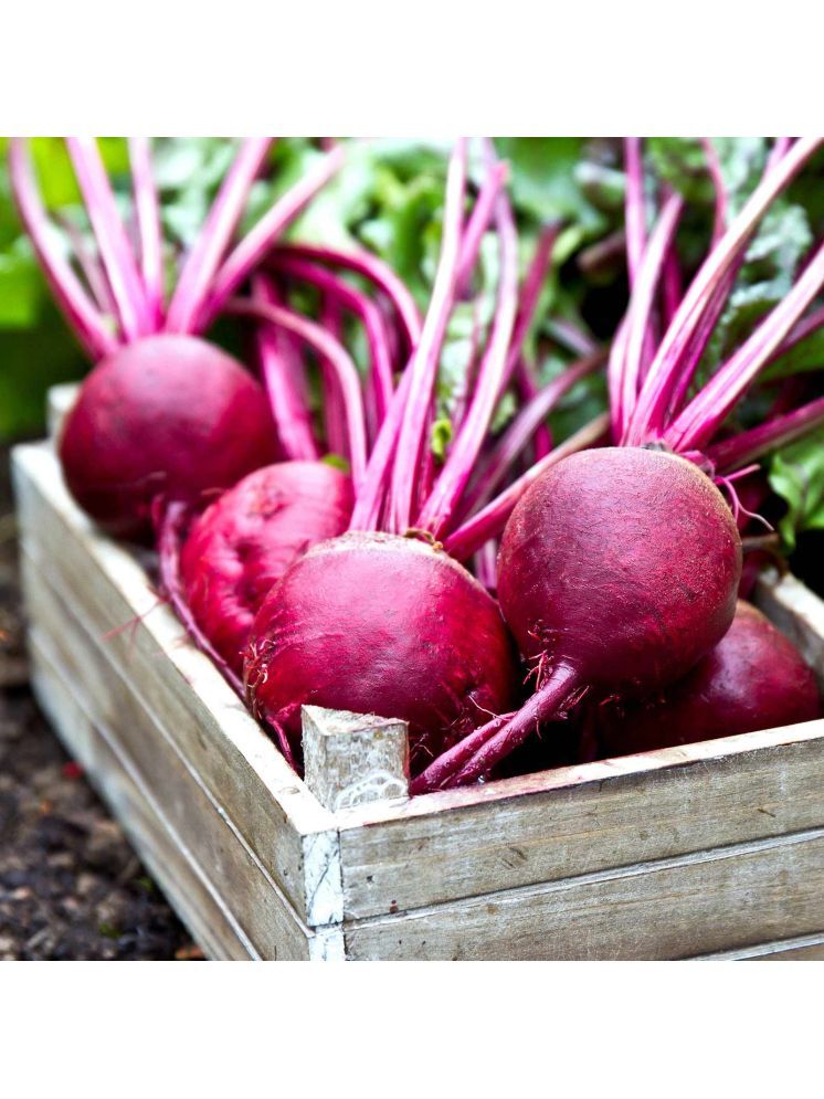     			Jignisha Seeds Hybrid Beetroot Vegetable ( 50 Seeds )