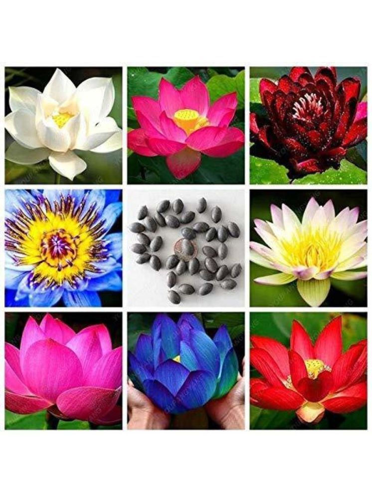     			Jignisha Seeds Lotus Flower ( 15 Seeds )