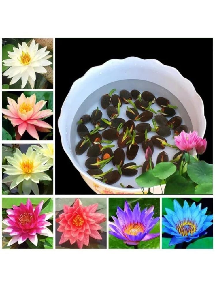     			Jignisha Seeds Lotus Flower ( 15 Seeds )