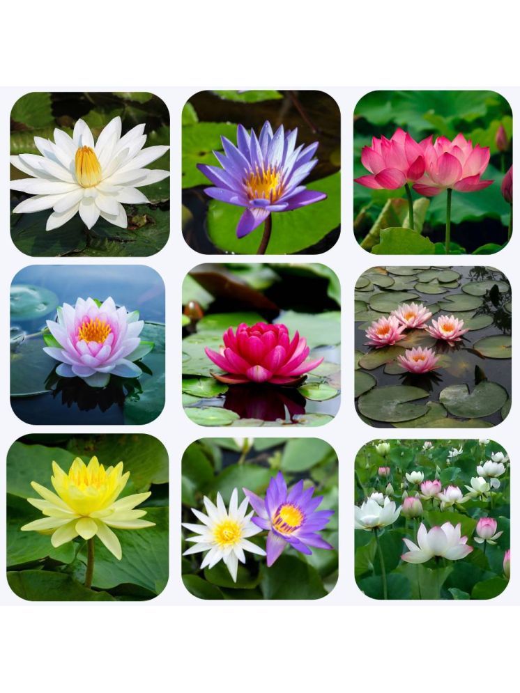     			Jignisha Seeds Lotus Flower ( 15 Seeds )