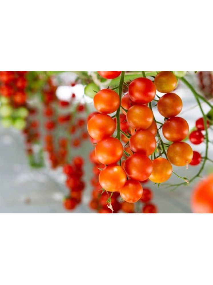     			Jignisha Seeds Cherry Tomato Vegetable ( 50 Seeds )