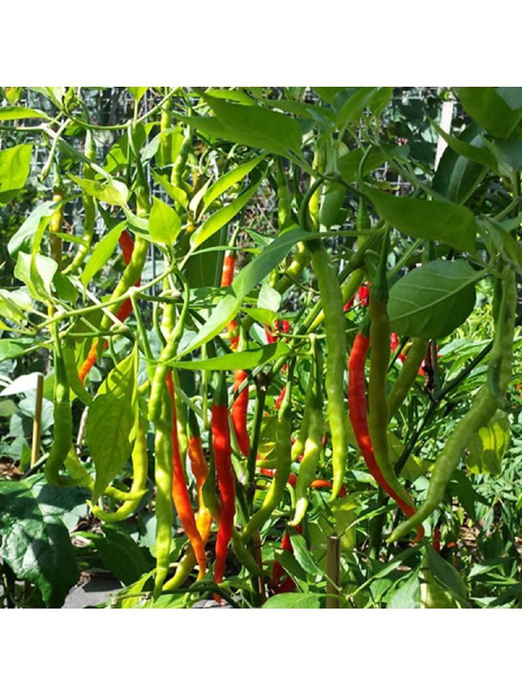     			Jignisha Seeds Green Chilli Vegetable ( 50 Seeds )