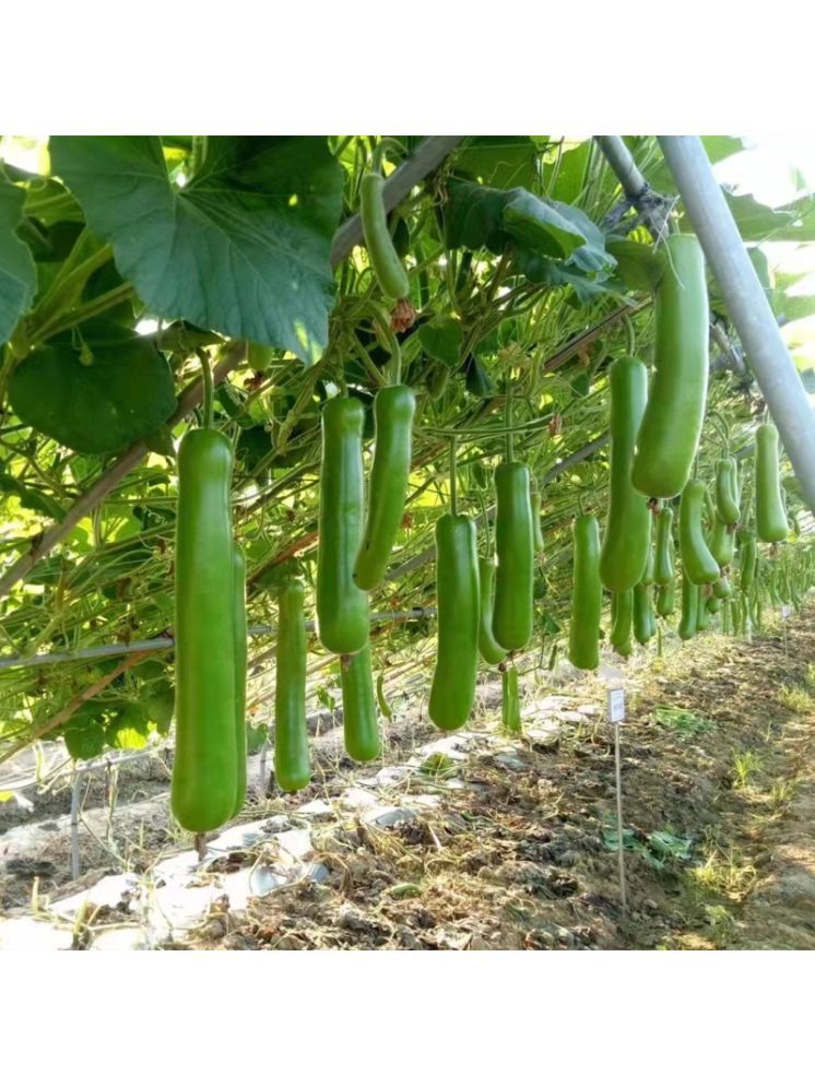     			Jignisha Seeds Bottle Gourd Vegetable ( 15 Seeds )