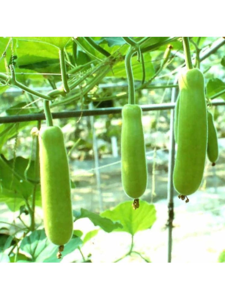     			Jignisha Seeds Bottle Gourd Vegetable ( 15 Seeds )