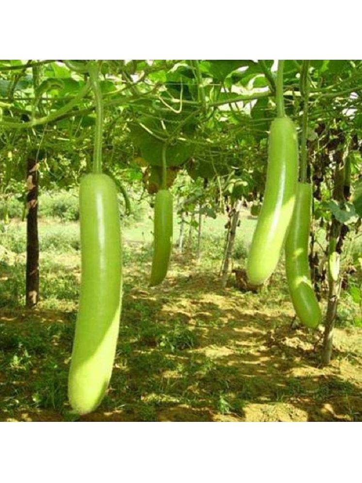     			Jignisha Seeds Bottle Gourd Vegetable ( 15 Seeds )