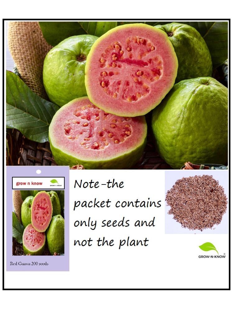     			grow n know Guava Fruit ( 200 Seeds )