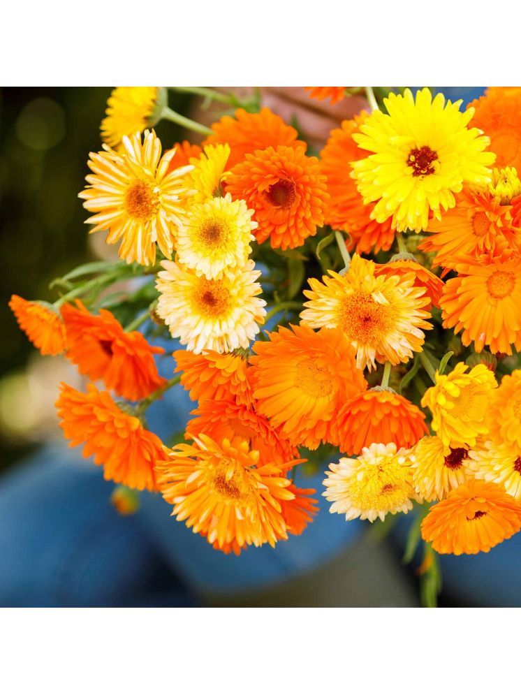     			Jignisha Seeds Calendula Flower ( 30 Seeds )