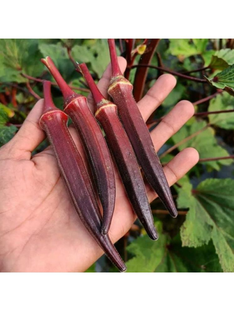     			Jignisha Seeds Lady Finger Vegetable ( 15 Seeds )