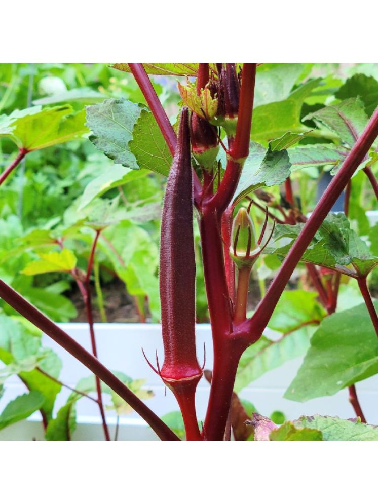     			Jignisha Seeds Lady Finger Vegetable ( 15 Seeds )